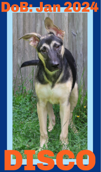 DISCO, an adoptable German Shepherd Dog in Sebec, ME, 04481 | Photo Image 1