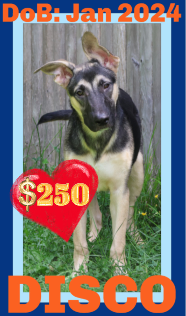 DISCO - $250, an adoptable German Shepherd Dog in Sebec, ME, 04481 | Photo Image 1