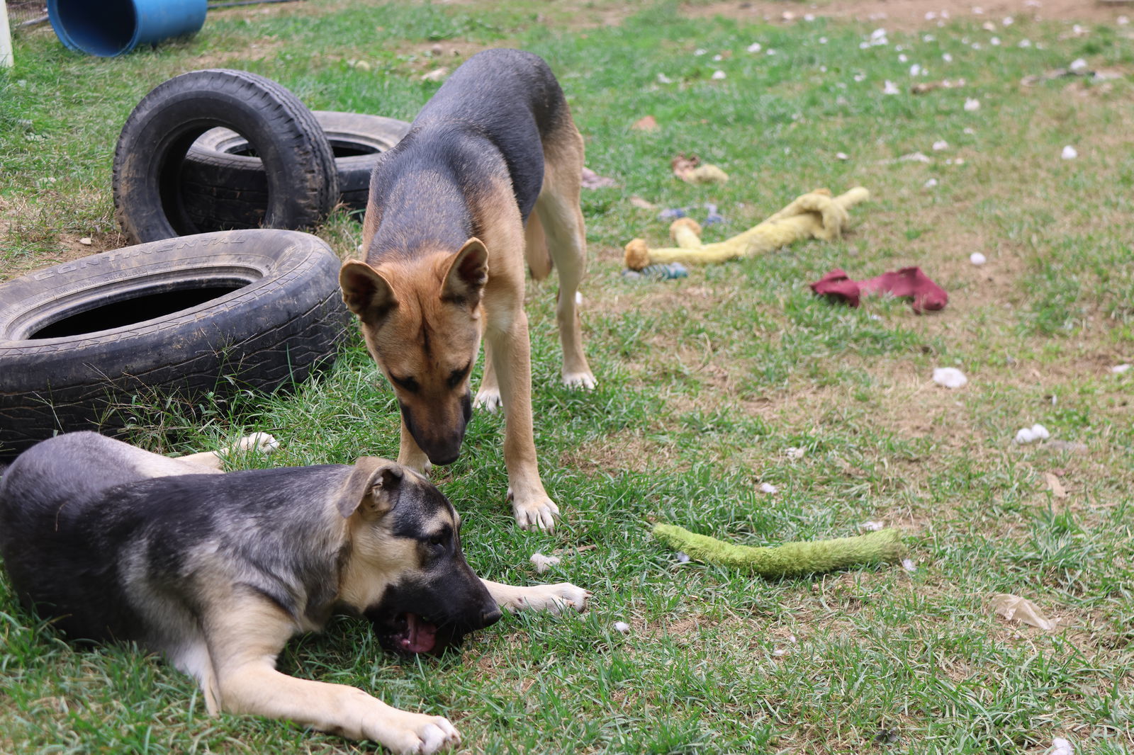 DISCO, an adoptable German Shepherd Dog in Sebec, ME, 04481 | Photo Image 2