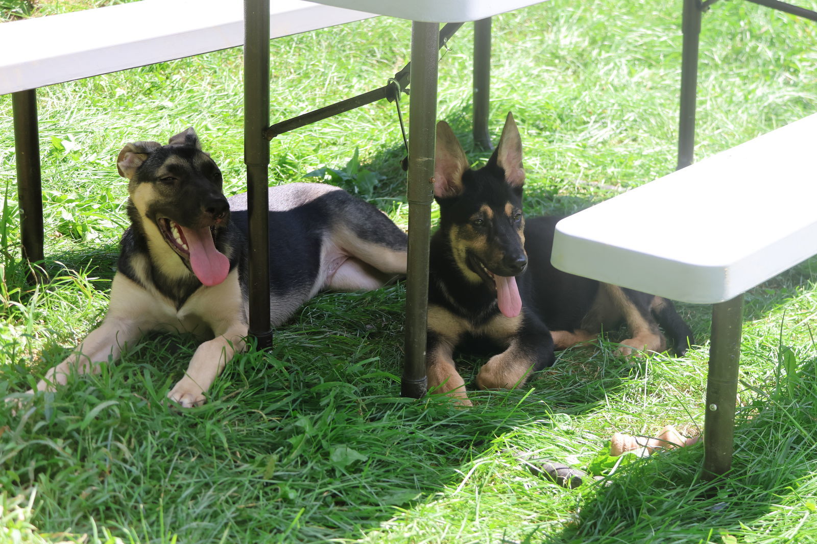 DISCO, an adoptable German Shepherd Dog in Sebec, ME, 04481 | Photo Image 3