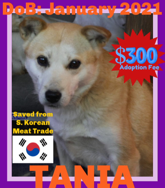 TANIA & TIARA - $300 Both girls, an adoptable Jindo in Sebec, ME, 04481 | Photo Image 1