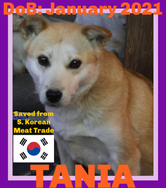 TANIA, an adoptable Jindo in Sebec, ME, 04481 | Photo Image 1