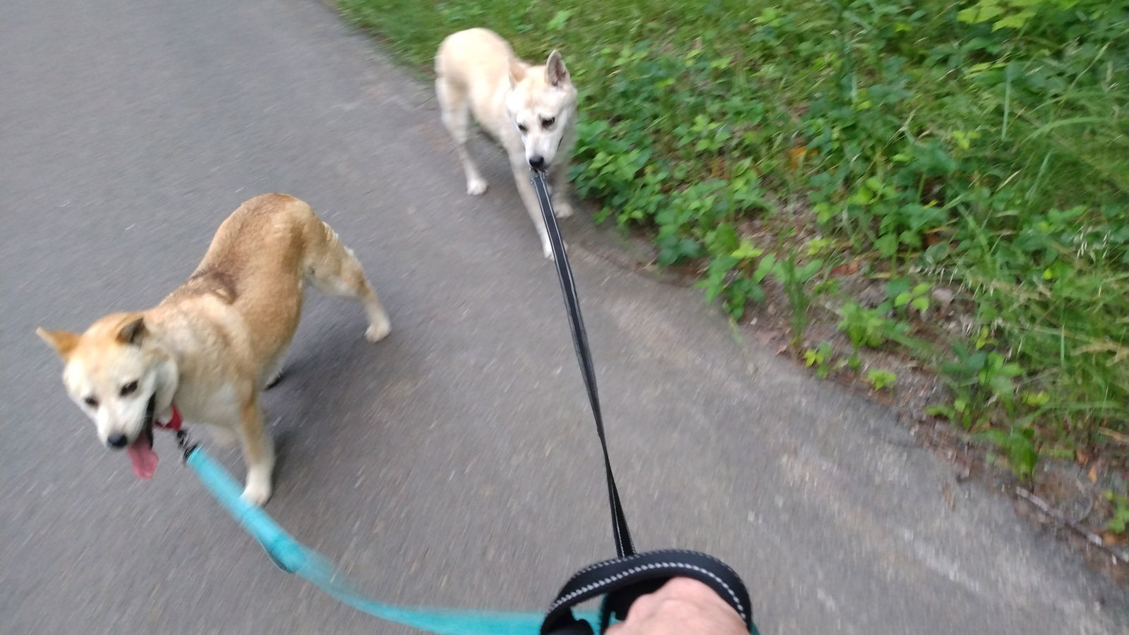 TANIA & TIARA - $300 Both girls, an adoptable Jindo in Sebec, ME, 04481 | Photo Image 2