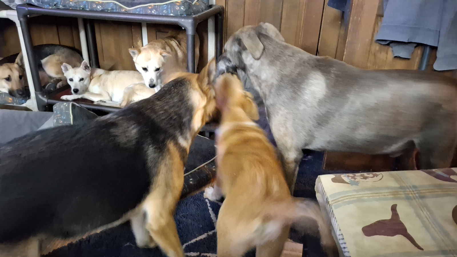 TANIA & TIARA - $300 Both girls, an adoptable Jindo in Sebec, ME, 04481 | Photo Image 3