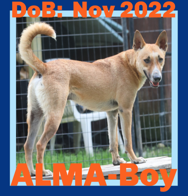 ALMA-Boy, an adoptable Collie, Saluki in Sebec, ME, 04481 | Photo Image 1