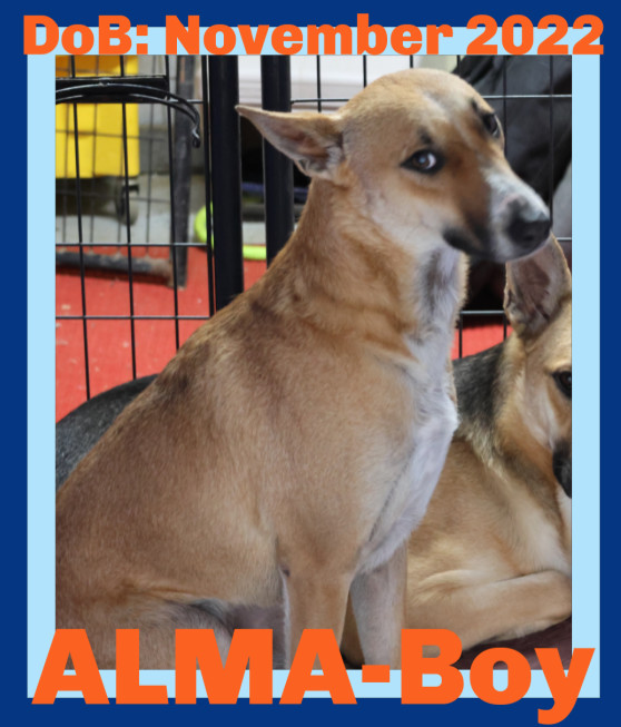 ALMA-Boy, an adoptable Collie, Saluki in Sebec, ME, 04481 | Photo Image 1