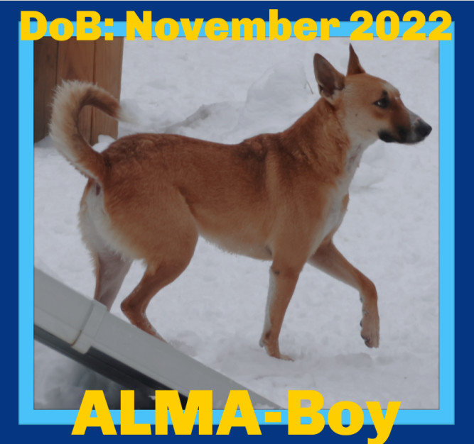 ALMA-Boy, an adoptable Black Mouth Cur, Saluki in Sebec, ME, 04481 | Photo Image 1