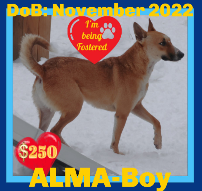 ALMA-Boy, an adoptable Black Mouth Cur, Saluki in Sebec, ME, 04481 | Photo Image 1