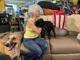 ALMA-Boy, an adoptable Collie, Saluki in Sebec, ME, 04481 | Photo Image 2