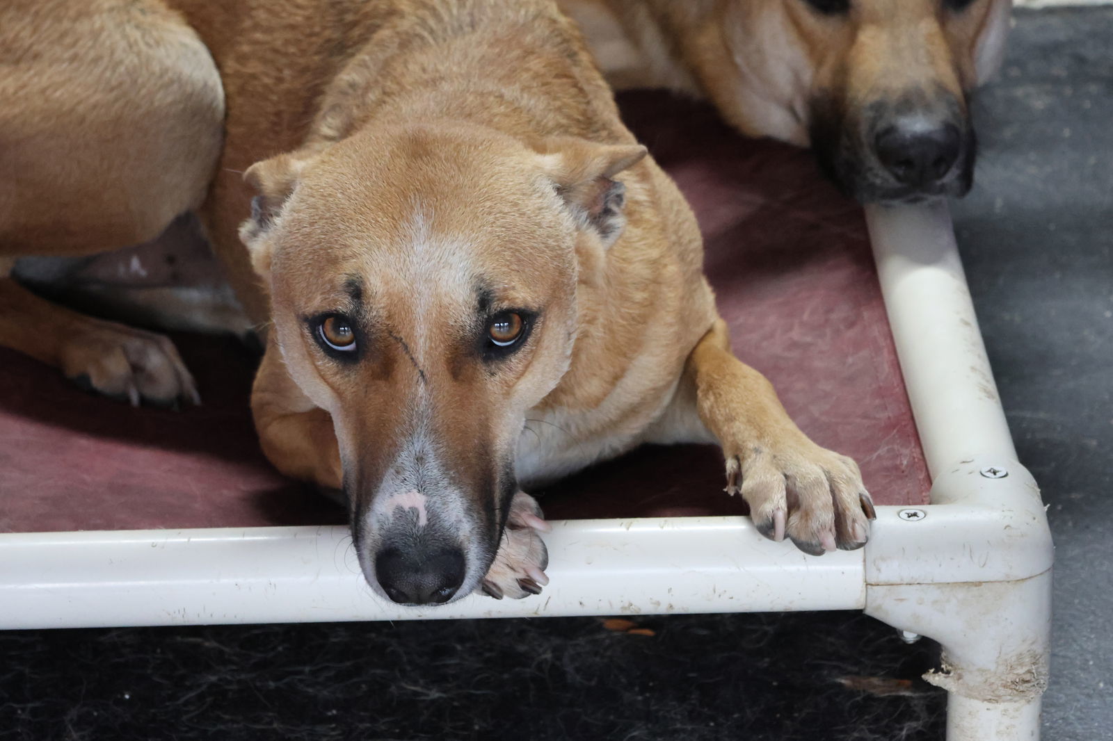 ALMA-Boy, an adoptable Black Mouth Cur, Saluki in Sebec, ME, 04481 | Photo Image 3