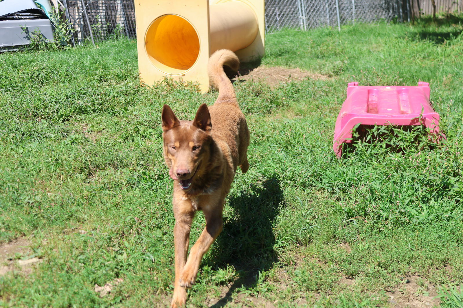 JAKE, an adoptable German Shepherd Dog in Sebec, ME, 04481 | Photo Image 2