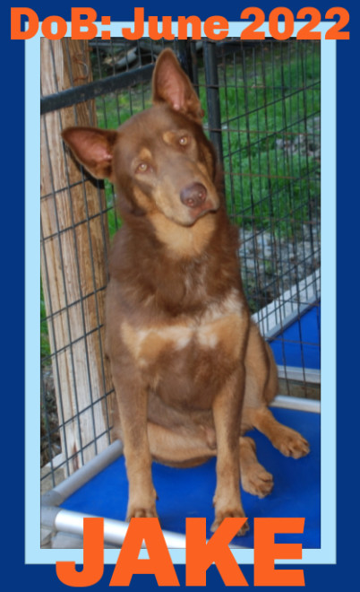 JAKE, an adoptable German Shepherd Dog in Sebec, ME, 04481 | Photo Image 2