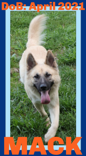 MACK, an adoptable German Shepherd Dog in Sebec, ME, 04481 | Photo Image 2