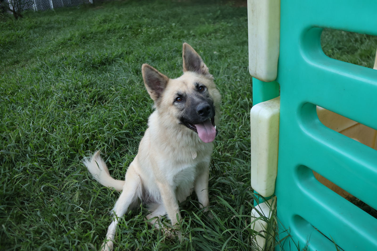 MACK, an adoptable German Shepherd Dog in Sebec, ME, 04481 | Photo Image 3