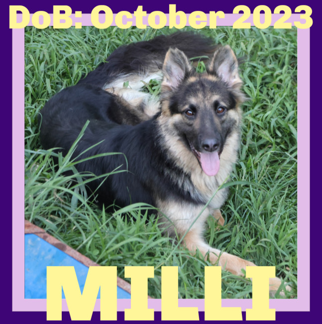 MILLI, an adoptable German Shepherd Dog in Sebec, ME, 04481 | Photo Image 1