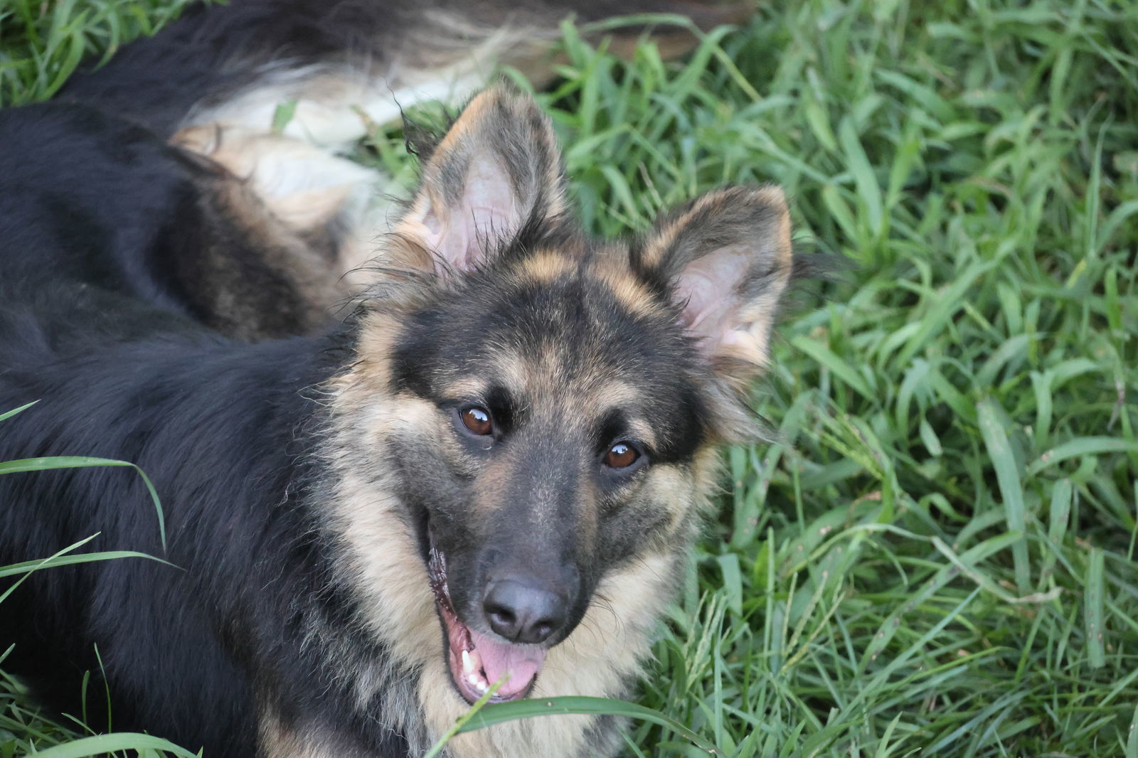 MILLI, an adoptable German Shepherd Dog in Sebec, ME, 04481 | Photo Image 2