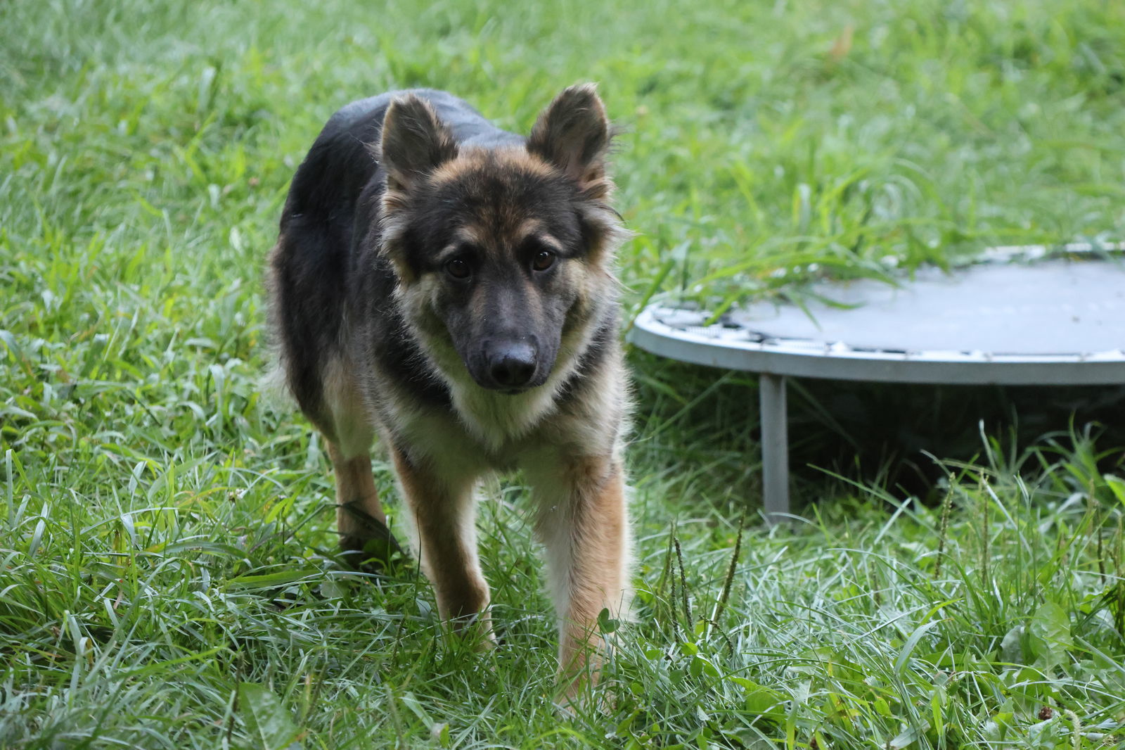 MILLI, an adoptable German Shepherd Dog in Sebec, ME, 04481 | Photo Image 3