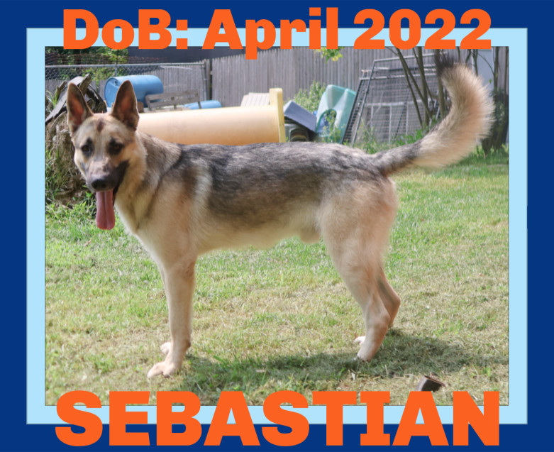 SEBASTIAN, an adoptable German Shepherd Dog in Sebec, ME, 04481 | Photo Image 1