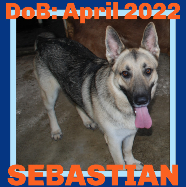 SEBASTIAN, an adoptable German Shepherd Dog in Sebec, ME, 04481 | Photo Image 1