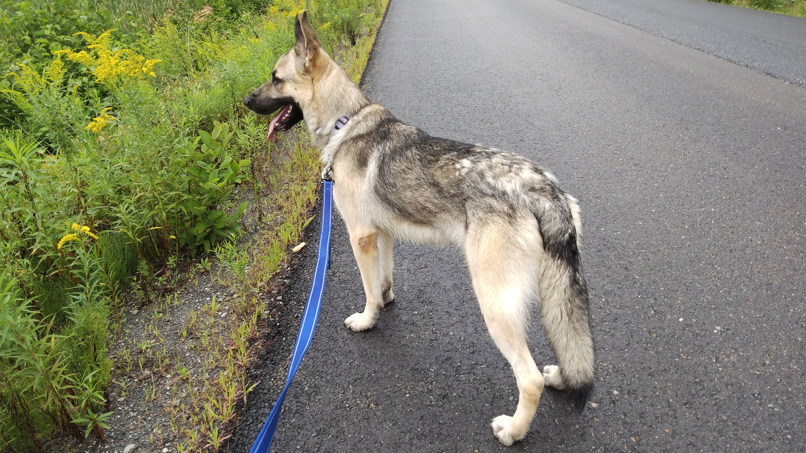 SEBASTIAN, an adoptable German Shepherd Dog in Sebec, ME, 04481 | Photo Image 2