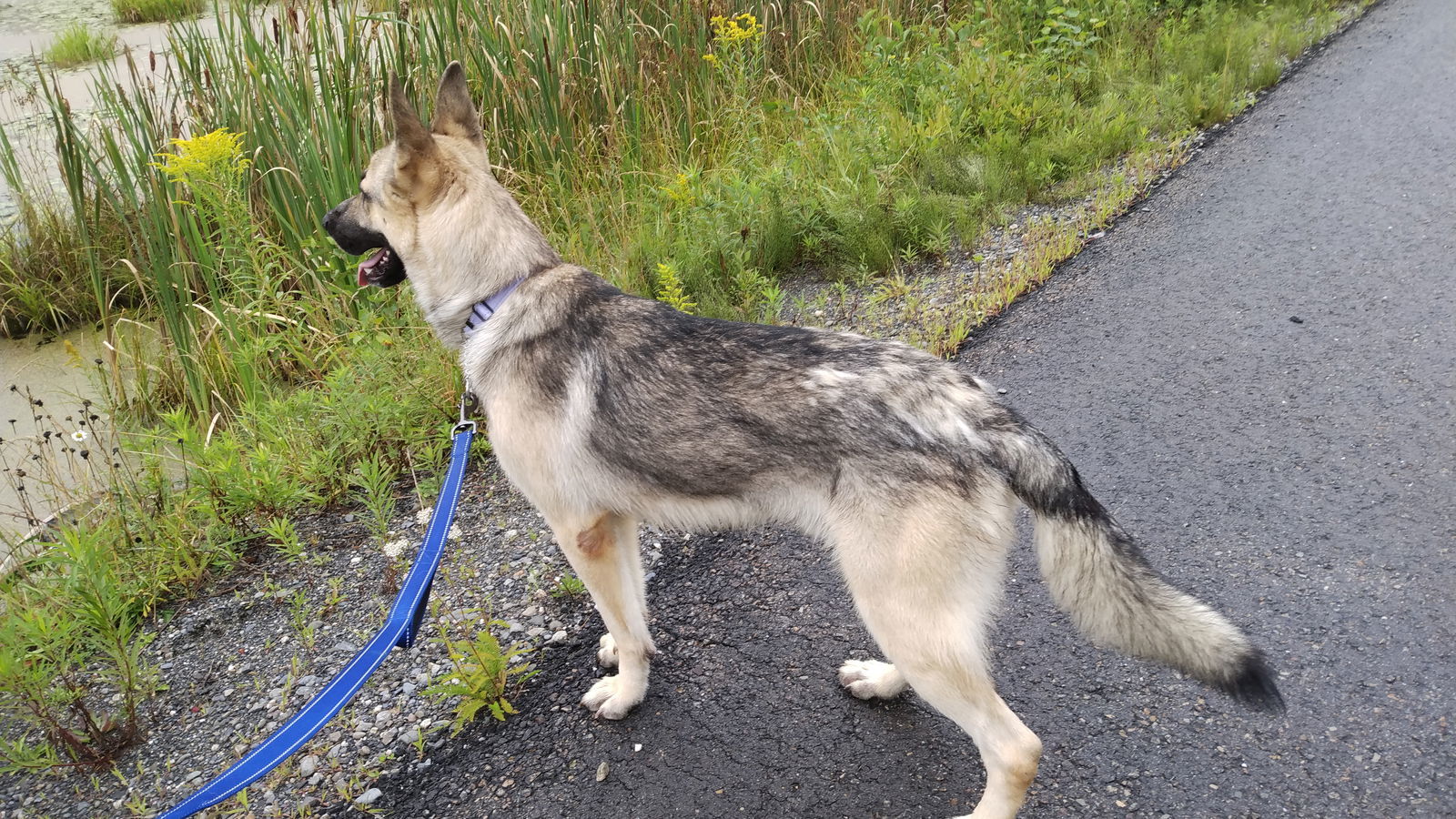 SEBASTIAN, an adoptable German Shepherd Dog in Sebec, ME, 04481 | Photo Image 3