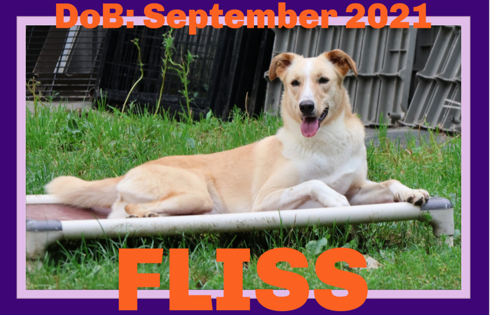 FLISS, an adoptable German Shepherd Dog, Saluki in Sebec, ME, 04481 | Photo Image 1