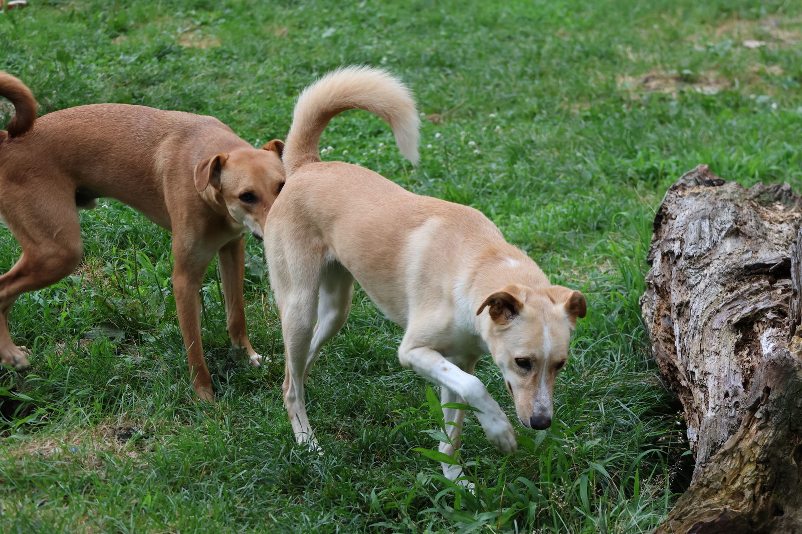 FLISS, an adoptable German Shepherd Dog, Saluki in Sebec, ME, 04481 | Photo Image 2