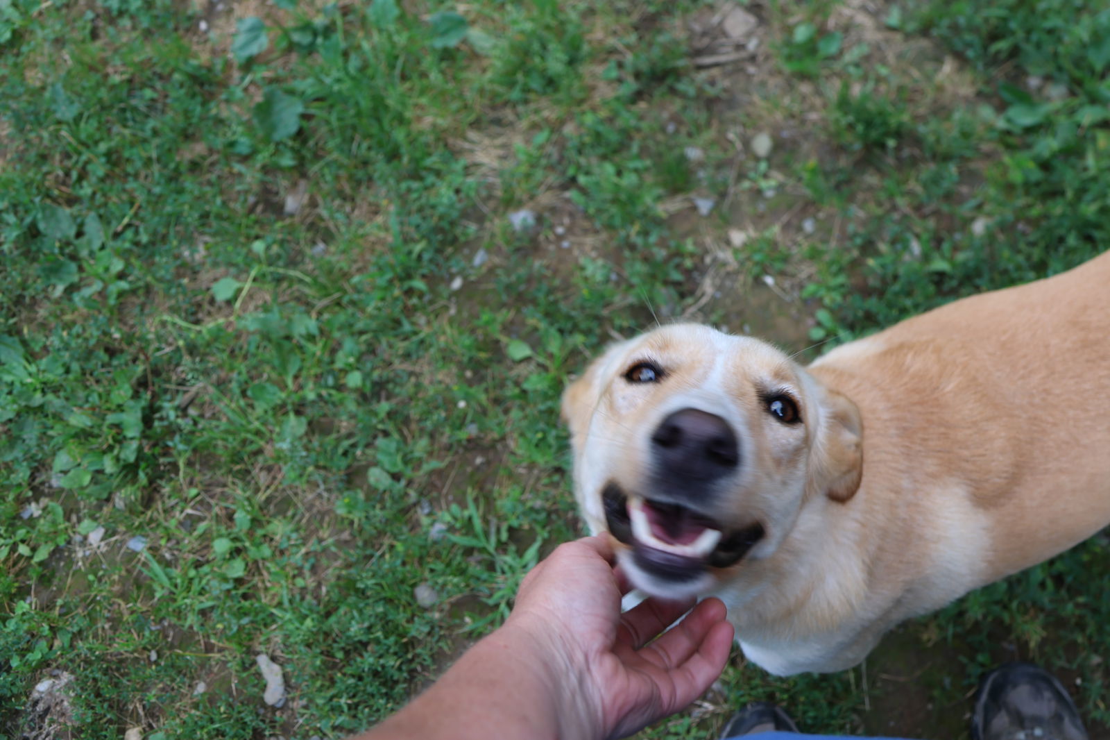 FLISS, an adoptable German Shepherd Dog, Saluki in Sebec, ME, 04481 | Photo Image 3