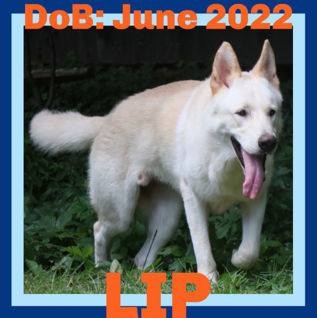 LIP, an adoptable White German Shepherd in Sebec, ME, 04481 | Photo Image 1