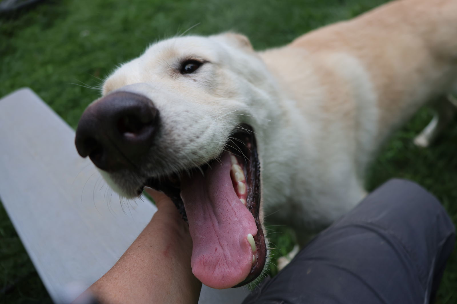 LIP, an adoptable White German Shepherd in Sebec, ME, 04481 | Photo Image 2