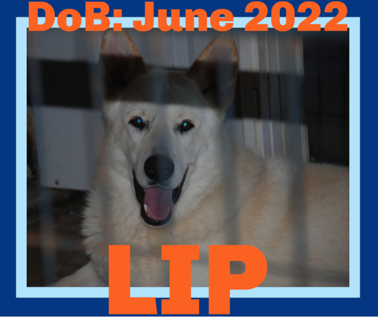 LIP, an adoptable White German Shepherd in Sebec, ME, 04481 | Photo Image 2