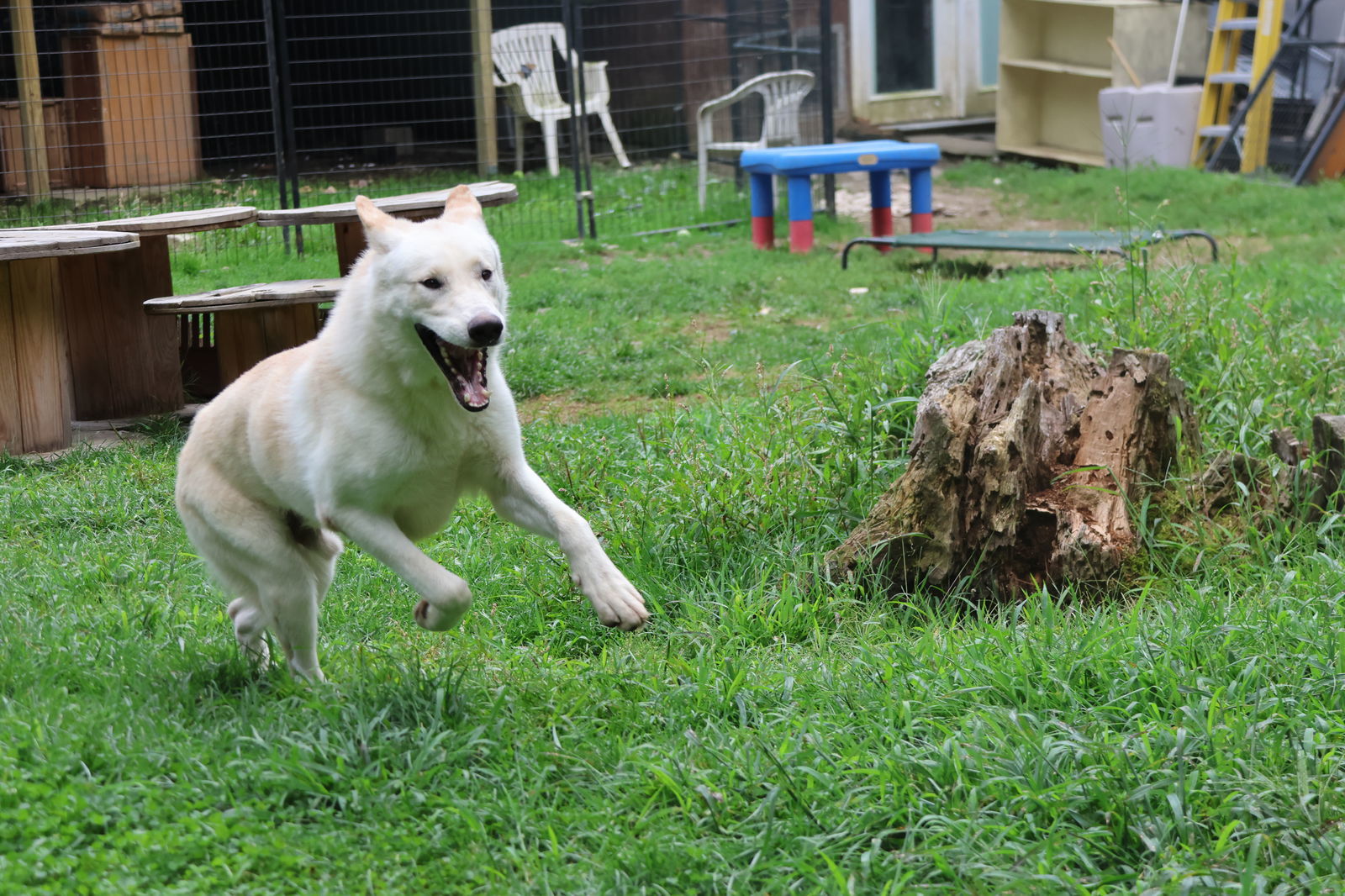 LIP, an adoptable White German Shepherd in Sebec, ME, 04481 | Photo Image 3