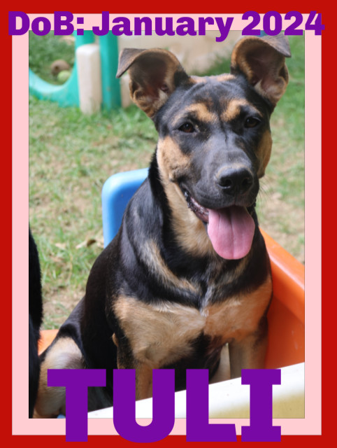 TULI, an adoptable German Shepherd Dog in Sebec, ME, 04481 | Photo Image 1