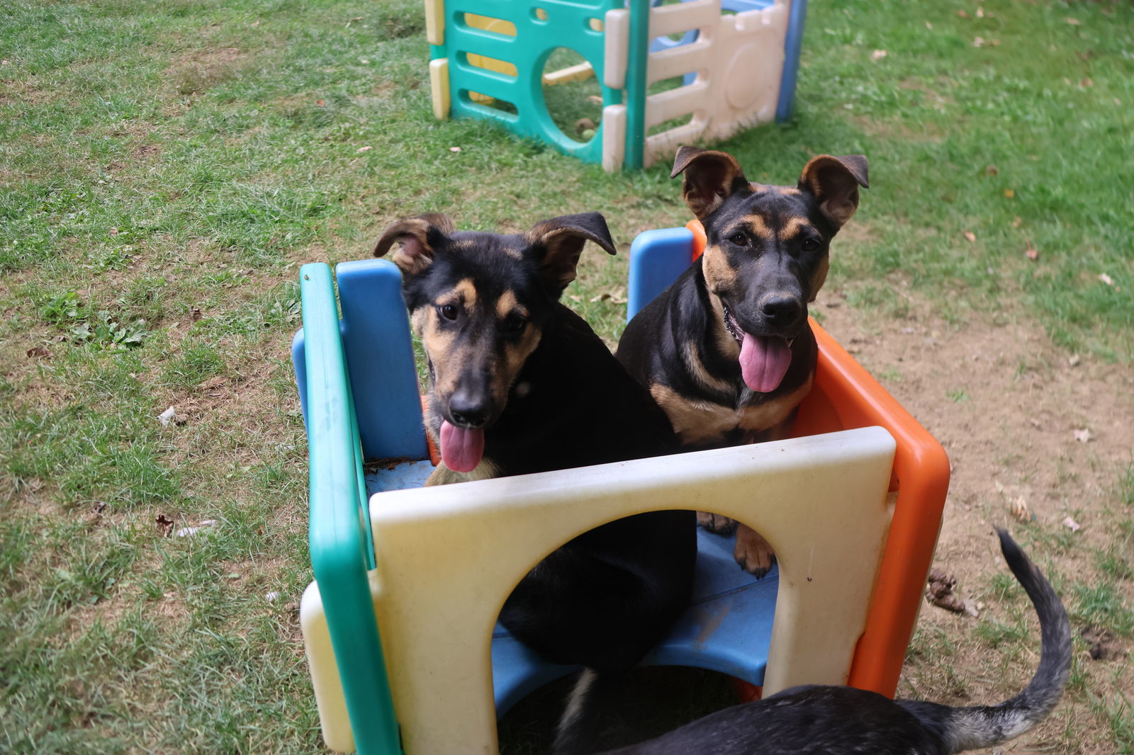 TULI, an adoptable German Shepherd Dog in Sebec, ME, 04481 | Photo Image 3