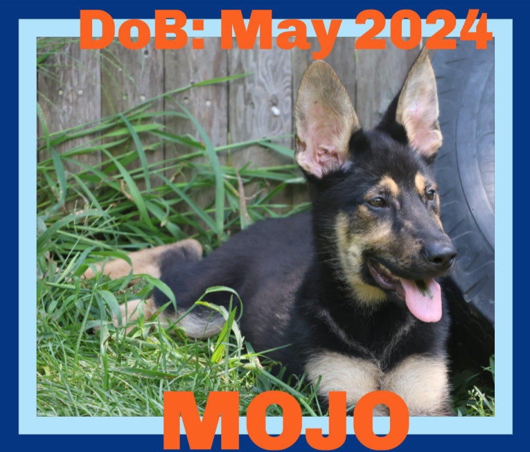 MOJO, an adoptable German Shepherd Dog in Sebec, ME, 04481 | Photo Image 1