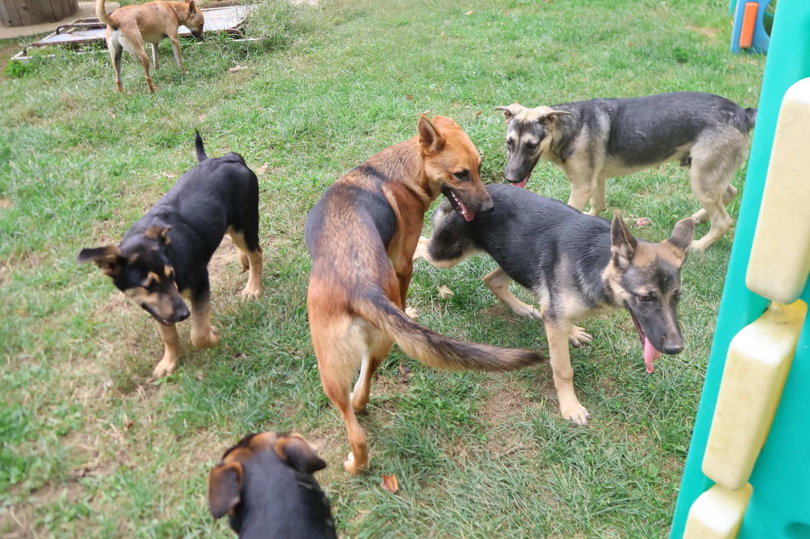 MOJO, an adoptable German Shepherd Dog in Sebec, ME, 04481 | Photo Image 2