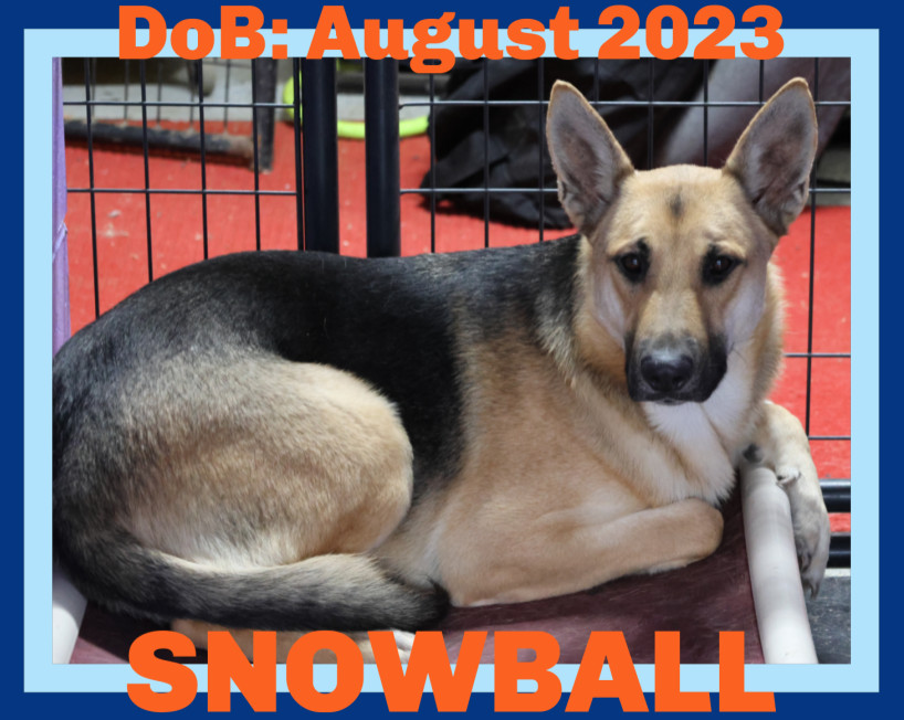 SNOWBALL, an adoptable German Shepherd Dog in Sebec, ME, 04481 | Photo Image 1