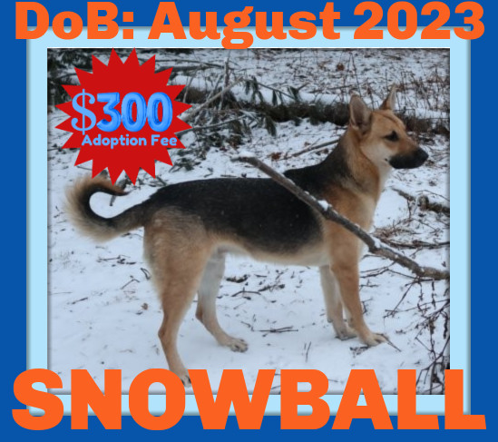 SNOWBALL - $300, an adoptable German Shepherd Dog in Sebec, ME, 04481 | Photo Image 1