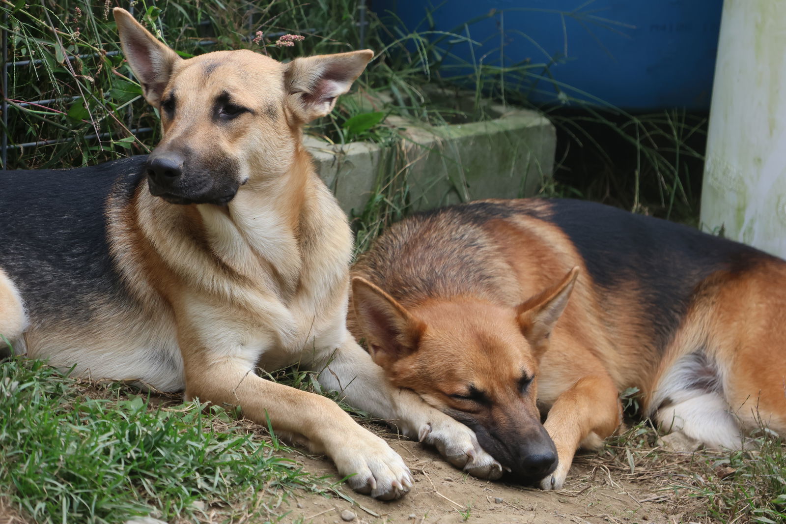 SNOWBALL, an adoptable German Shepherd Dog in Sebec, ME, 04481 | Photo Image 2