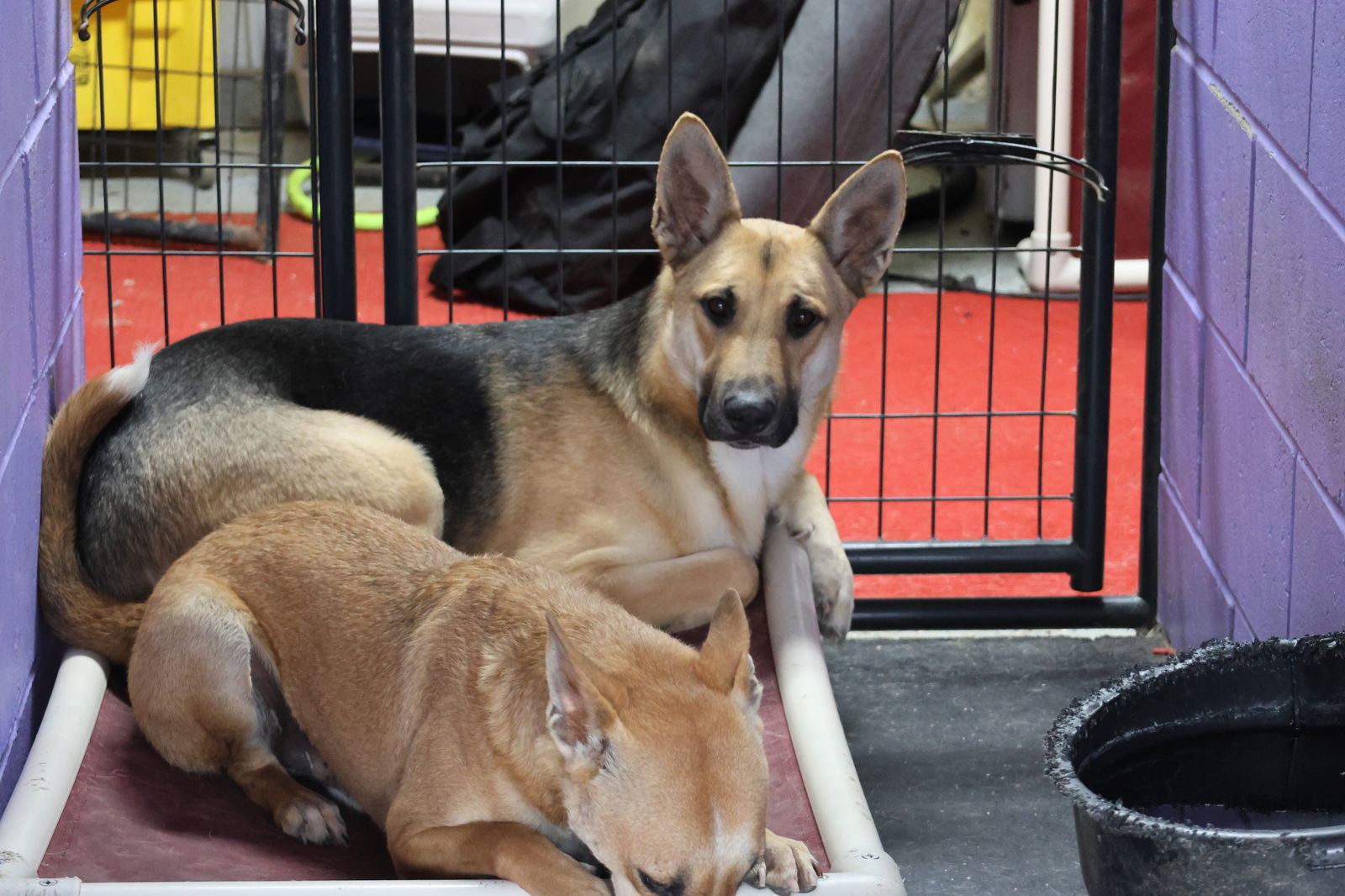 SNOWBALL, an adoptable German Shepherd Dog in Sebec, ME, 04481 | Photo Image 2