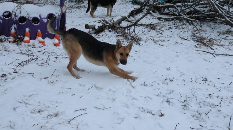 SNOWBALL, an adoptable German Shepherd Dog in Sebec, ME, 04481 | Photo Image 2