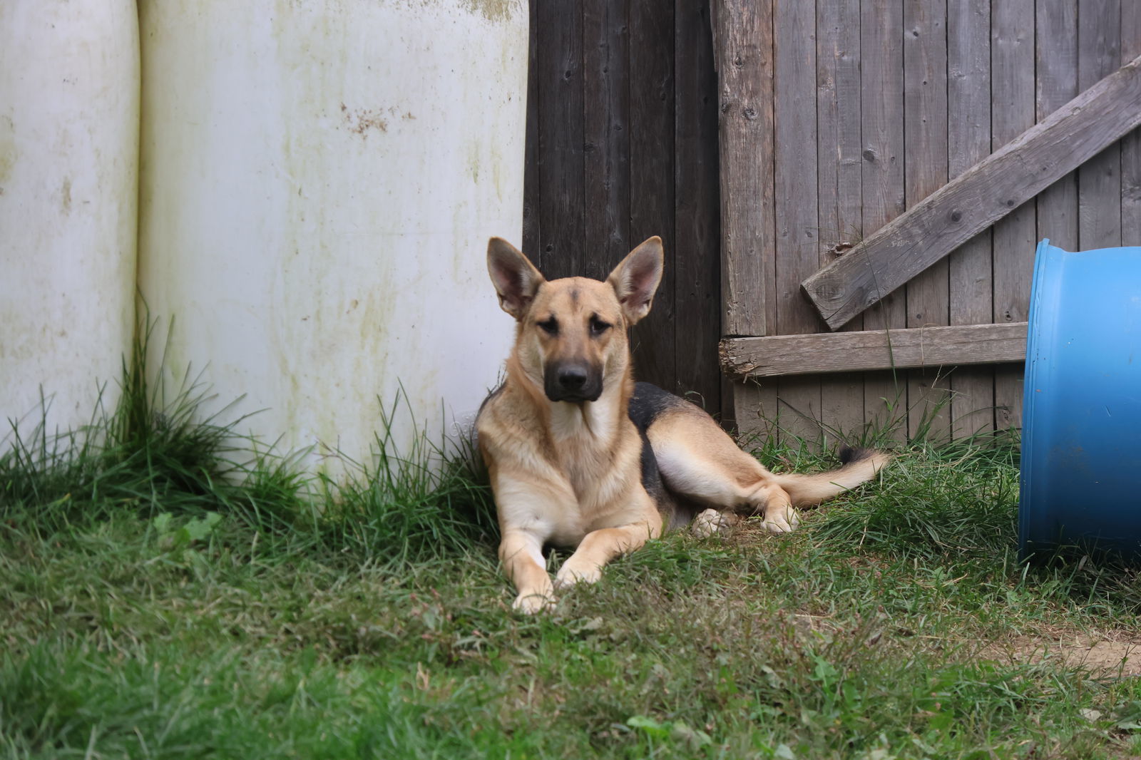 SNOWBALL, an adoptable German Shepherd Dog in Sebec, ME, 04481 | Photo Image 3