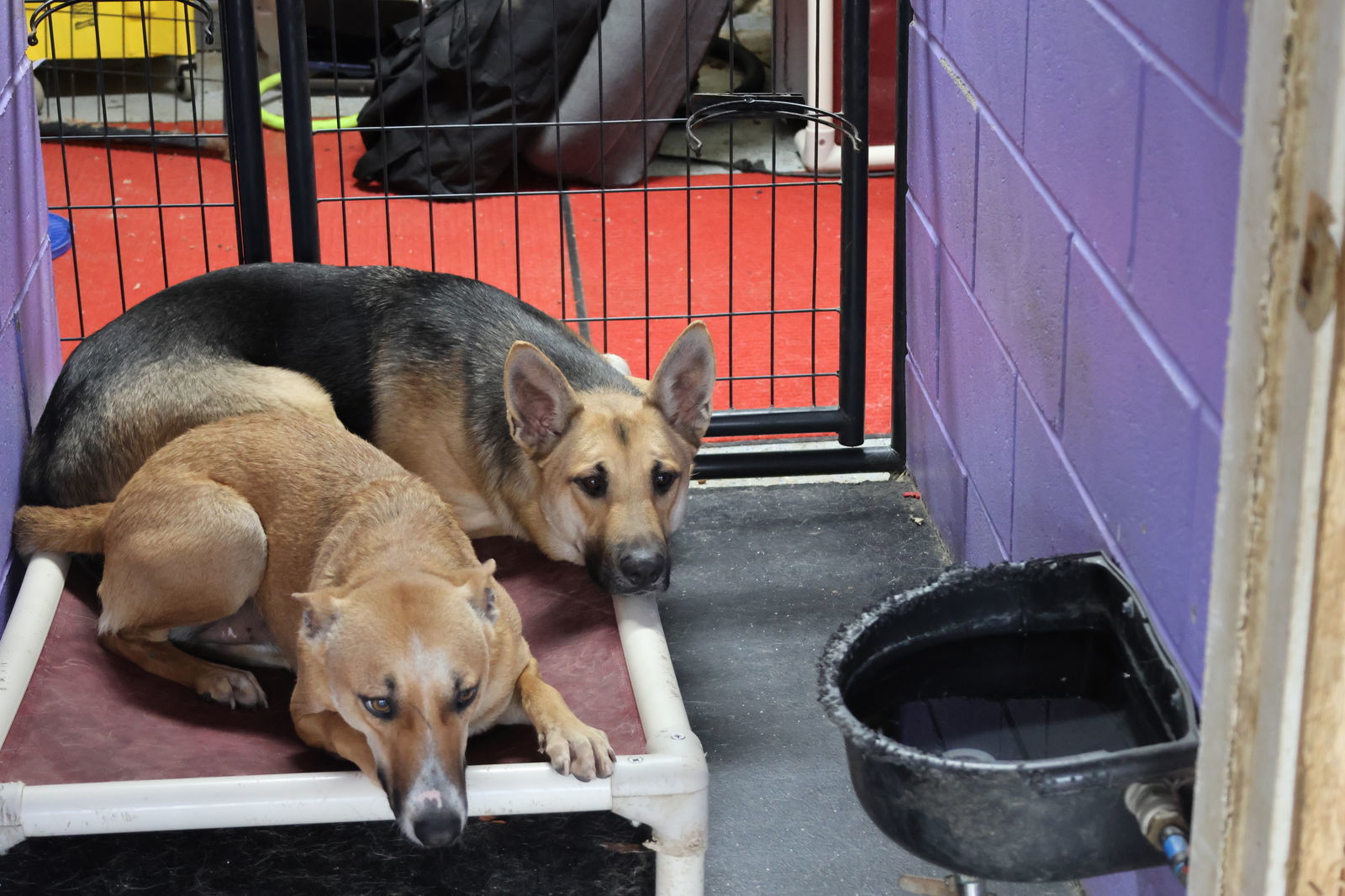 SNOWBALL, an adoptable German Shepherd Dog in Sebec, ME, 04481 | Photo Image 3