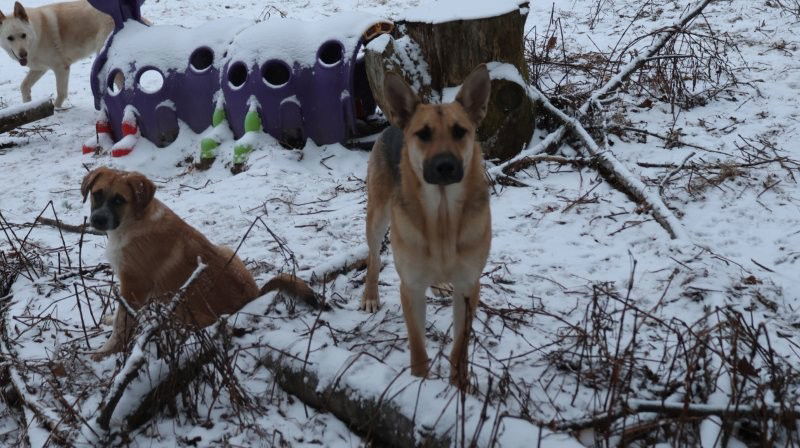 SNOWBALL, an adoptable German Shepherd Dog in Sebec, ME, 04481 | Photo Image 3