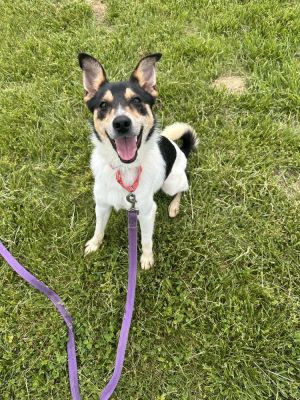 Burrito - Longest Canine Resident