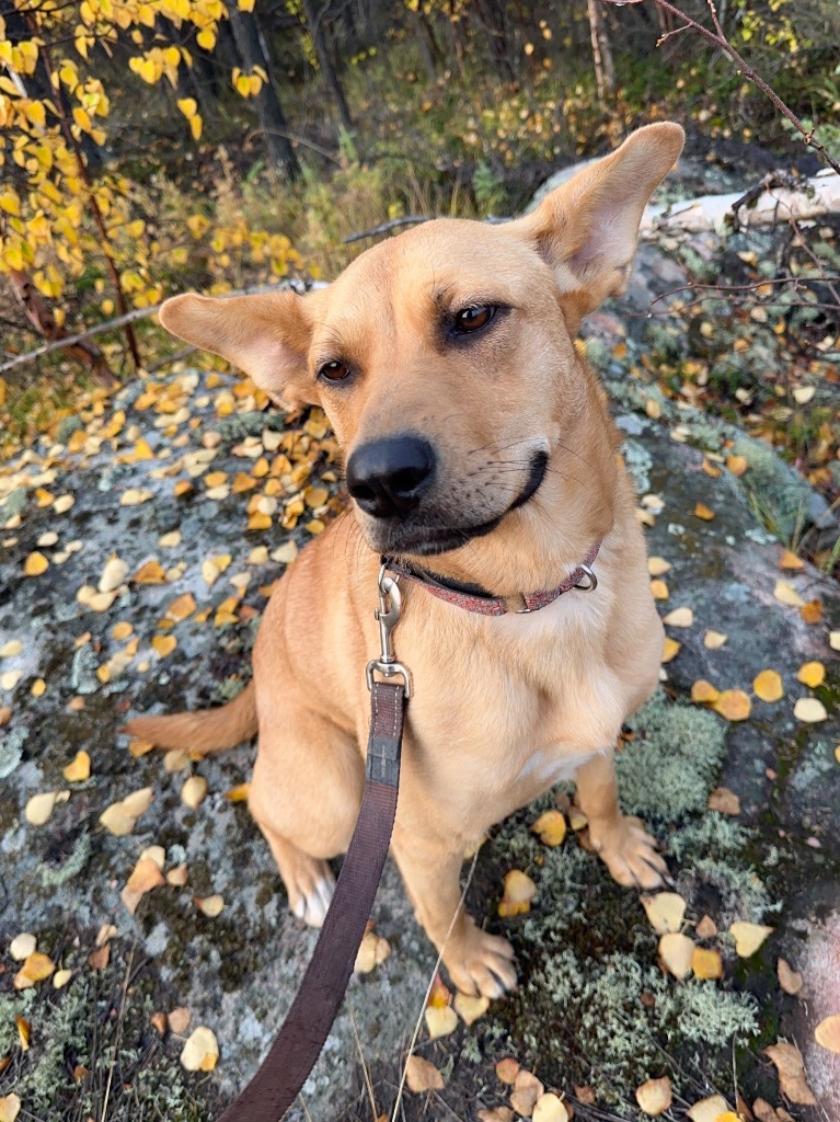 Goldie, an adoptable Shepherd, Bullmastiff in Yellowknife, NT, X1A 2W5 | Photo Image 1