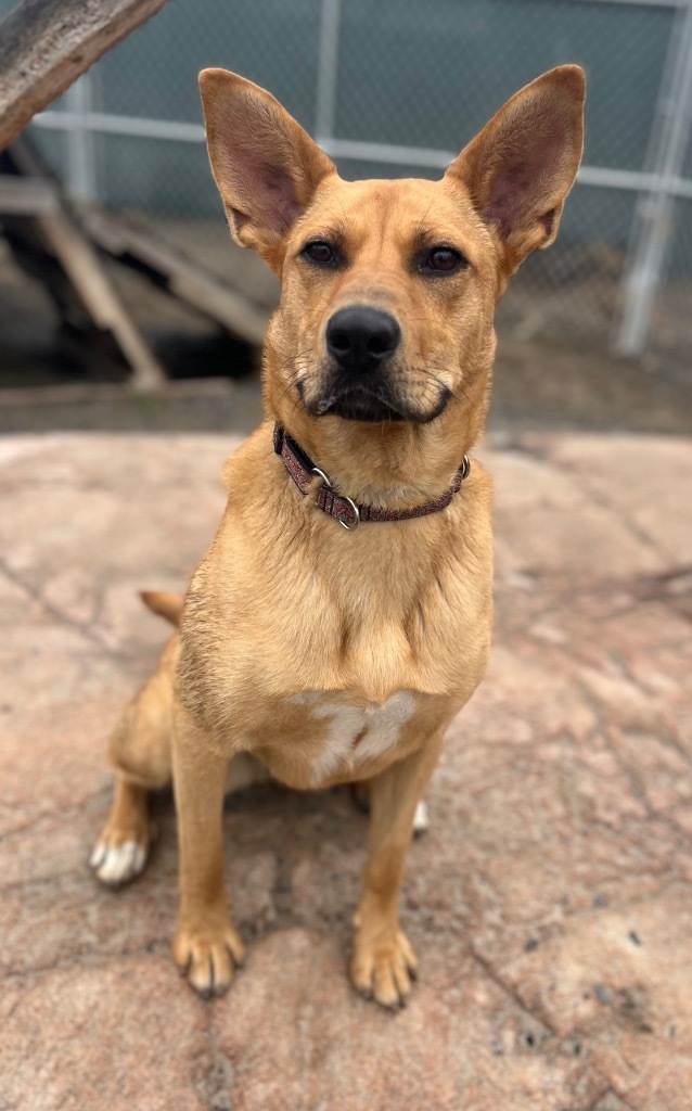 Goldie, an adoptable Shepherd, Bullmastiff in Yellowknife, NT, X1A 2W5 | Photo Image 2