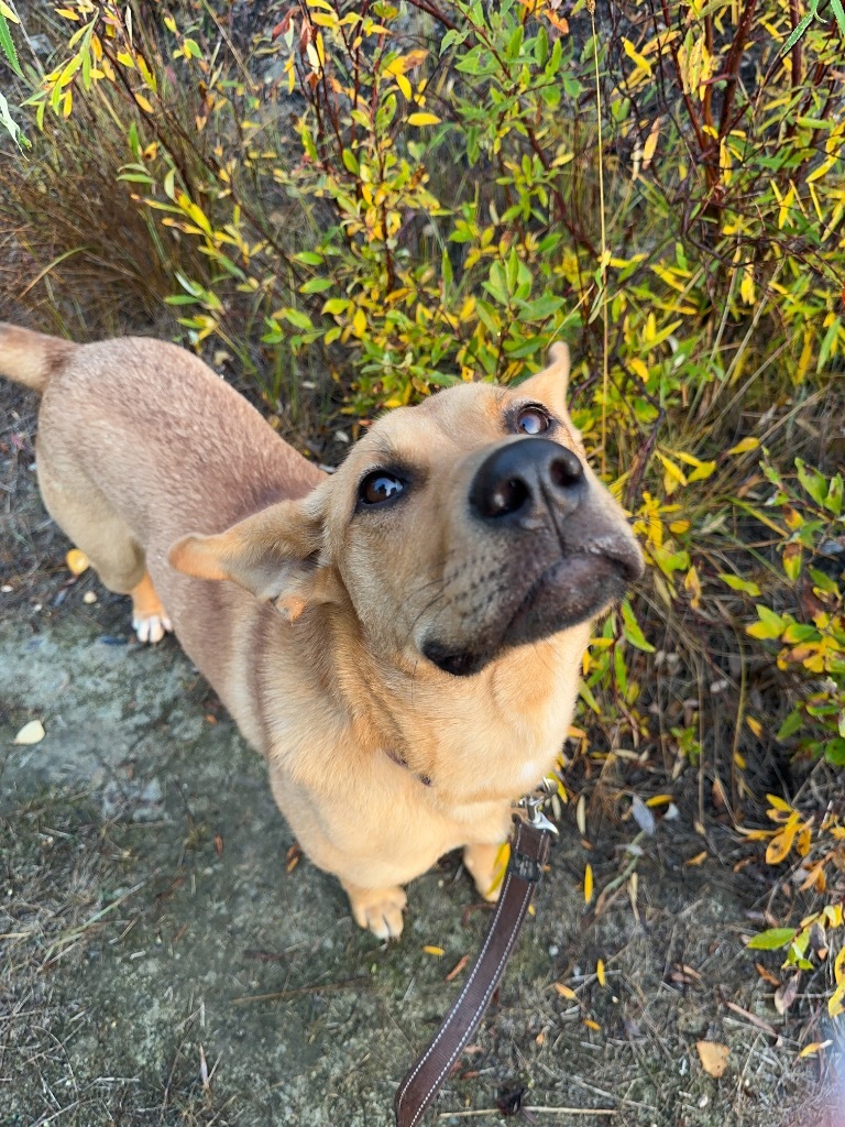 Goldie, an adoptable Shepherd, Bullmastiff in Yellowknife, NT, X1A 2W5 | Photo Image 3