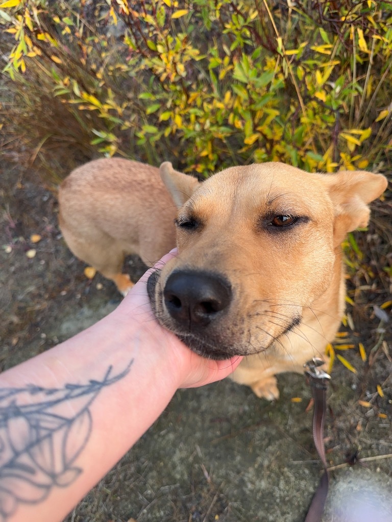 Goldie, an adoptable Shepherd, Bullmastiff in Yellowknife, NT, X1A 2W5 | Photo Image 4