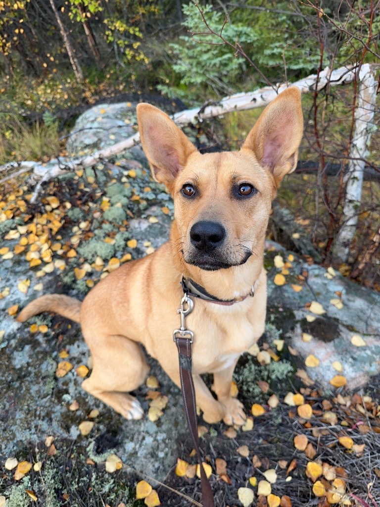 Goldie, an adoptable Shepherd, Bullmastiff in Yellowknife, NT, X1A 2W5 | Photo Image 5